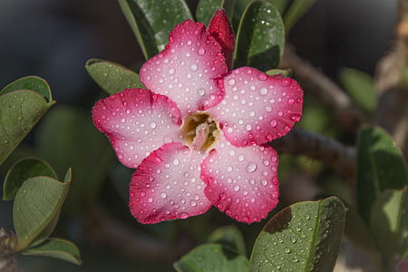 selective focus photography of white-and-pink 5-petaled flowers