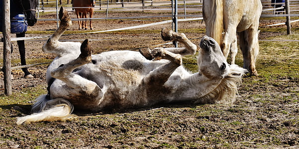 white horse lying on ground