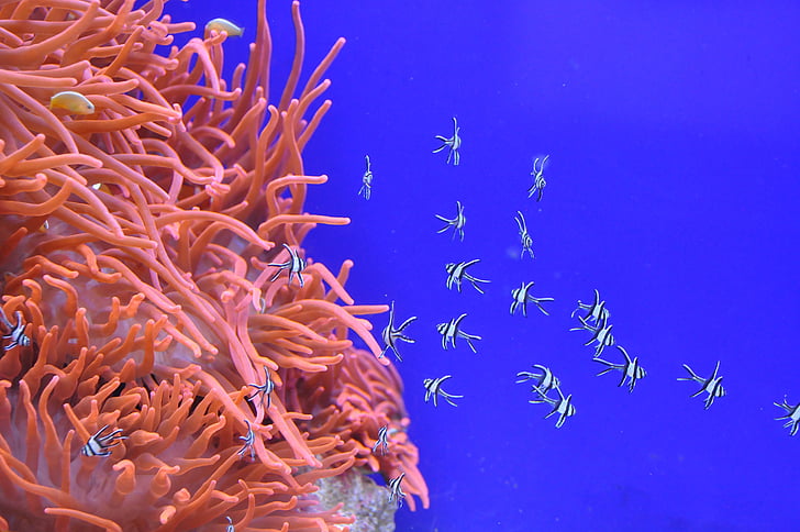 white-and-blue fishes swimming near orange sea anemones