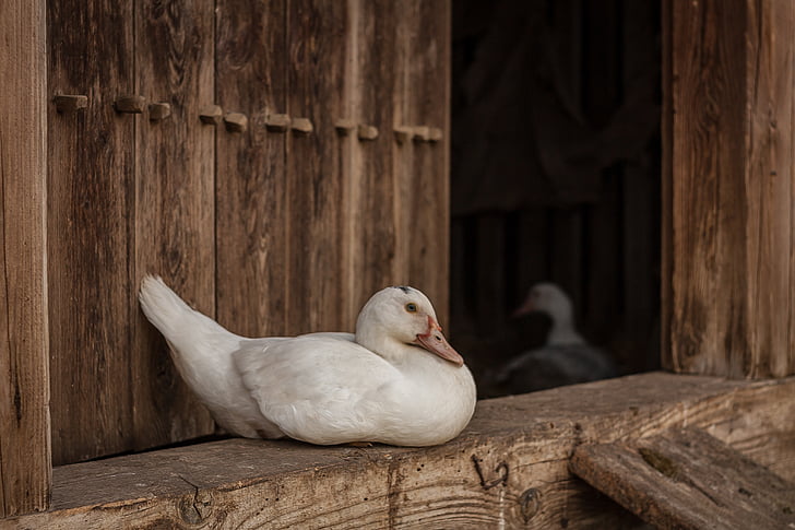 white duck beside brown wooden door