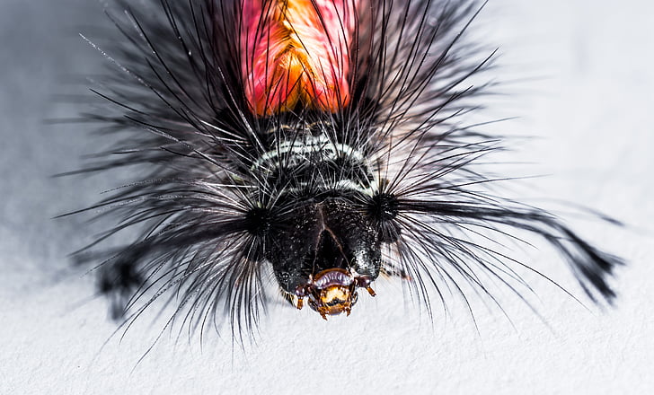 macro photography of black and red insect