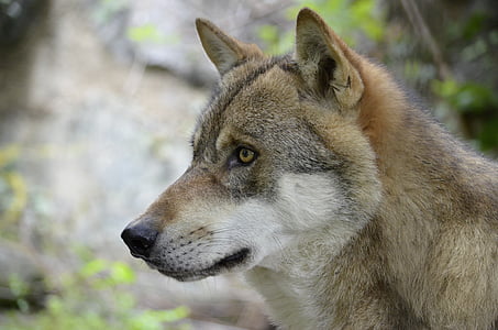 brown and white wolf