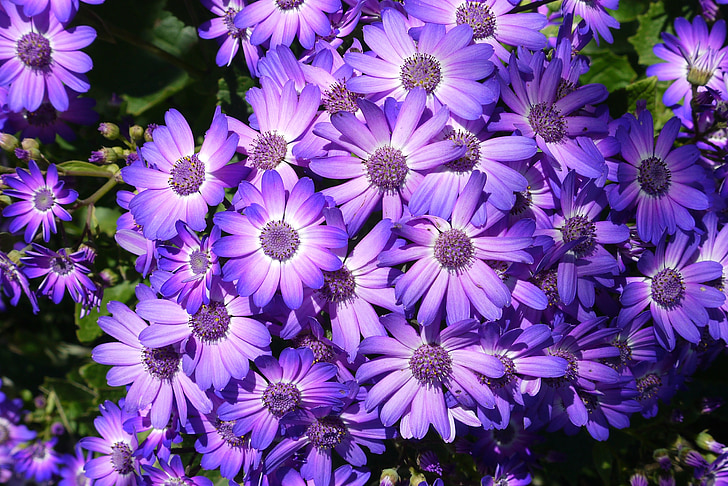 close-up photography of bunch of purple petaled flowers