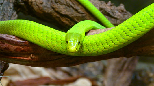 shallow focus photography of green snake on branch of the tree