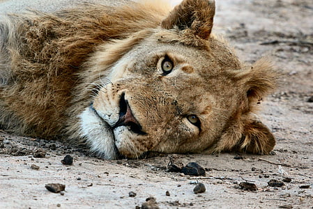 lion lying on floor