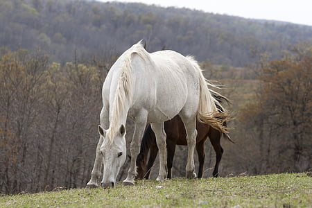 white and brown horses on the field