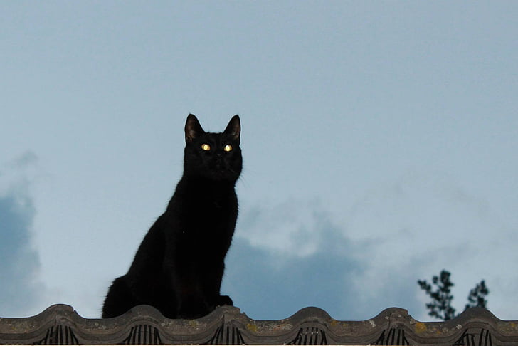 photo of black cat sitting on ledge