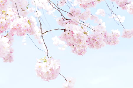 sakura blossom tree petals during daytime