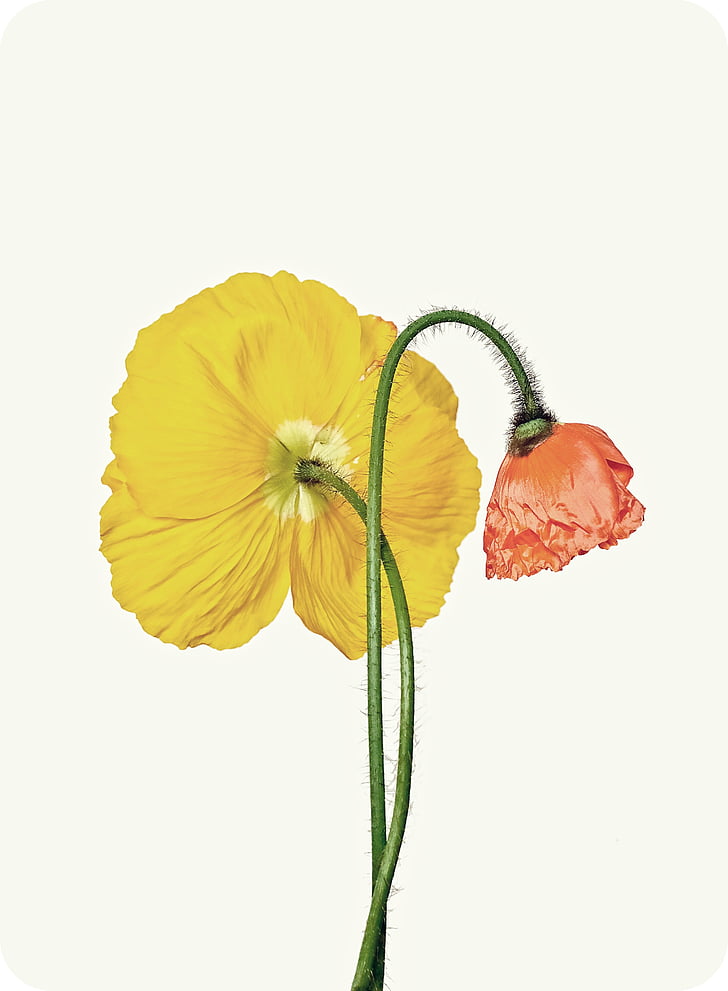 yellow and pink poppies in bloom close up photo