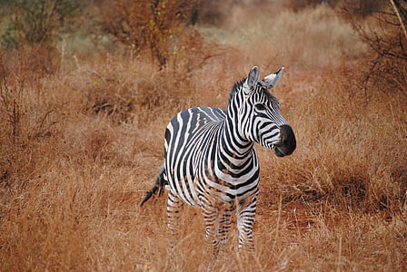 zebra in grass
