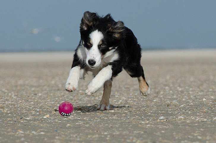 black, white, and brown Australian shepherd chasing pink ball during daytime