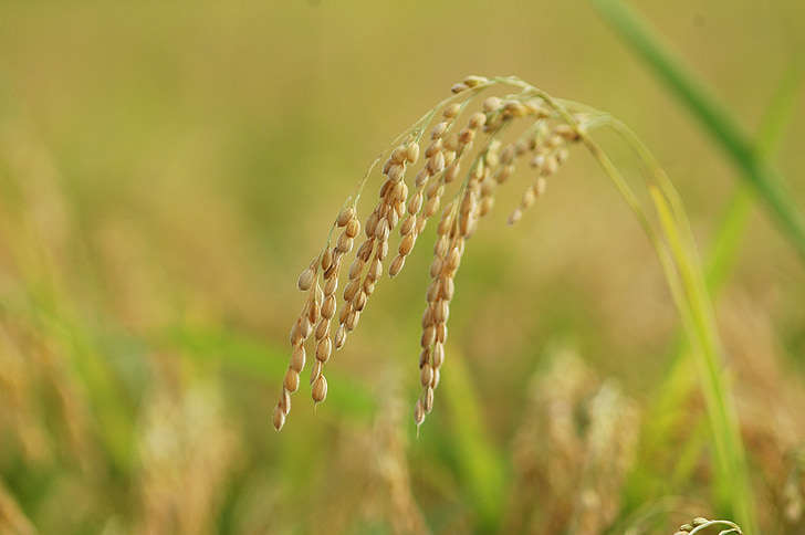 tilt shift photography of rice grains