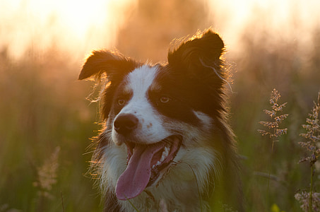 adult white and black border collie