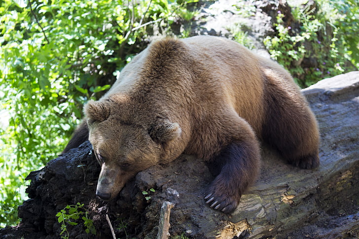 brown bear lying on wood log