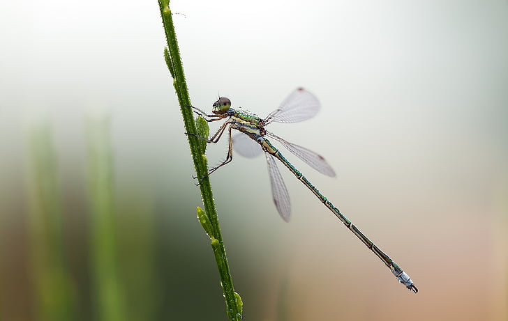 green and black dragonfly in close-up photography