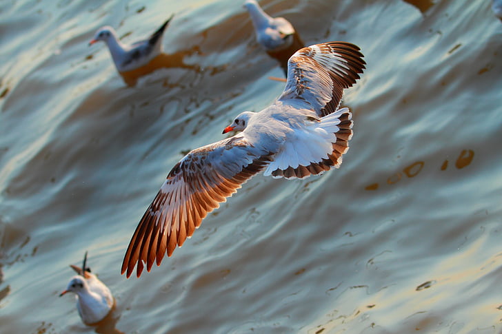 aerial view photography of ring-billed gull