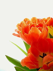 closed photo of orange petaled flower