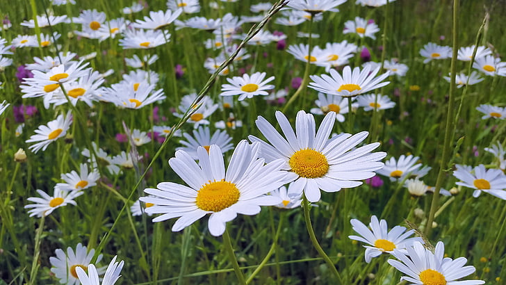 close up photo of daisy flower