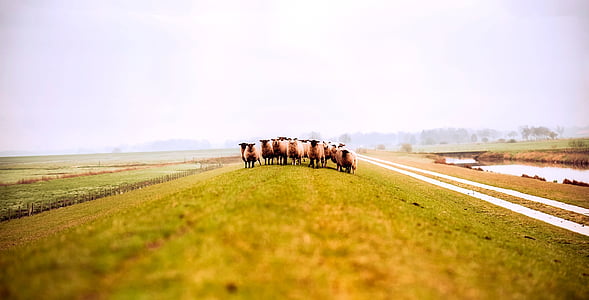 herd of sheep in farm