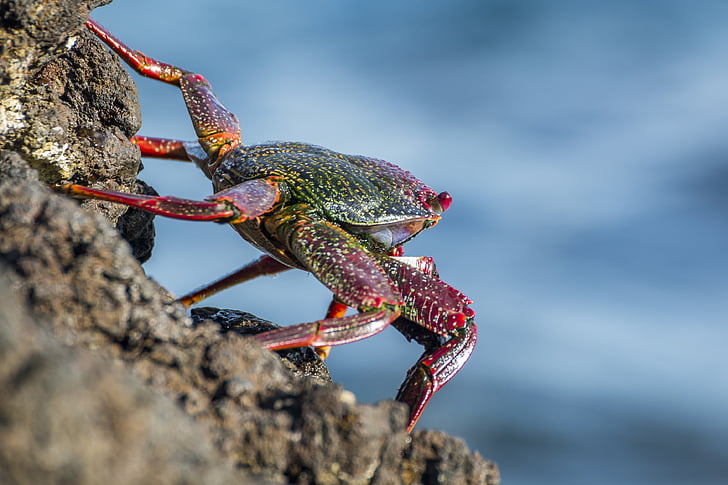 depth of field photograph of crab