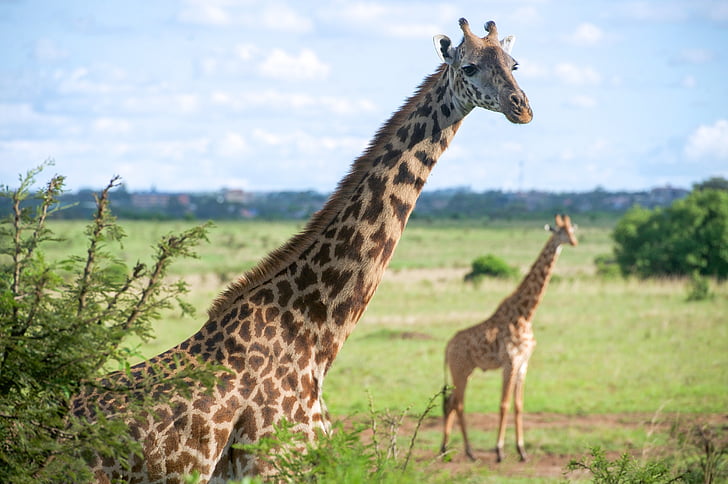 two giraffes on grass field