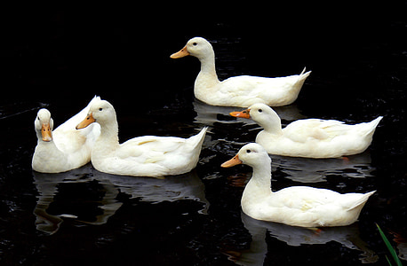 wildlife photography of five white ducks
