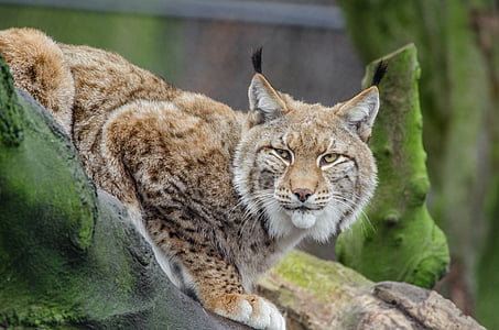 selective focus photography of brown lynx lying on brown surface