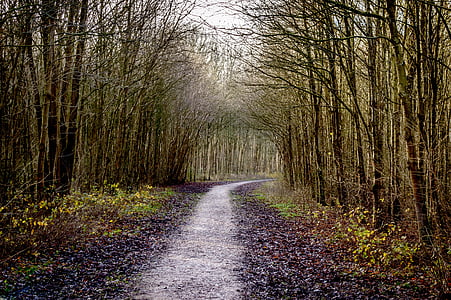pathway between bare trees at daytime