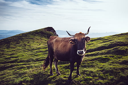 brown cow on top of hill during daytime