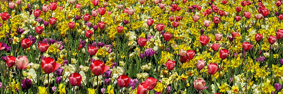 red-and-purple tulip field