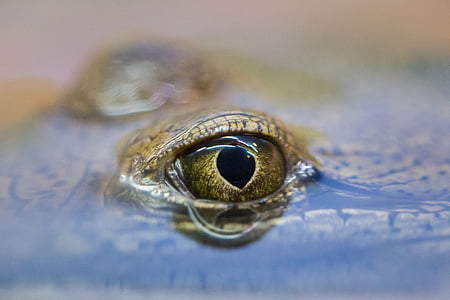 closeup photo of brown lizard in body of water