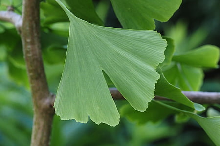 shallow focus photography of green plant leaf