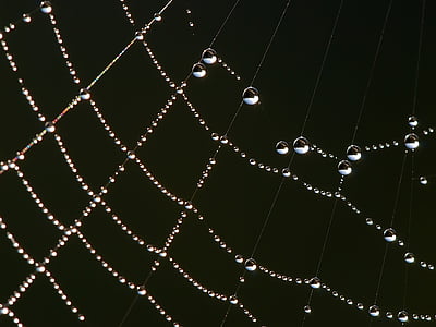 selective macro photography of water droplets on spider web