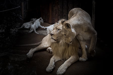 photo of lion and lioness