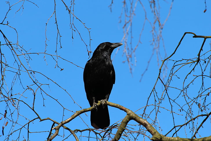 raven perching on tree branch