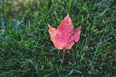 red maple leaf on green grass
