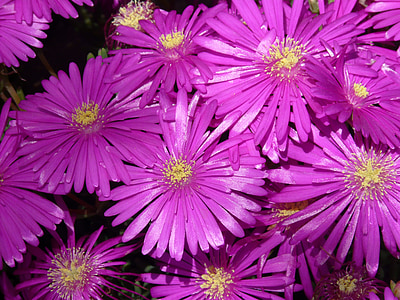 purple daisy flower lot