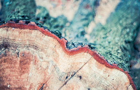 brown log during daytime close-up photo