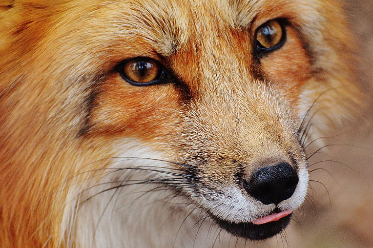 portrait photo of orange fox