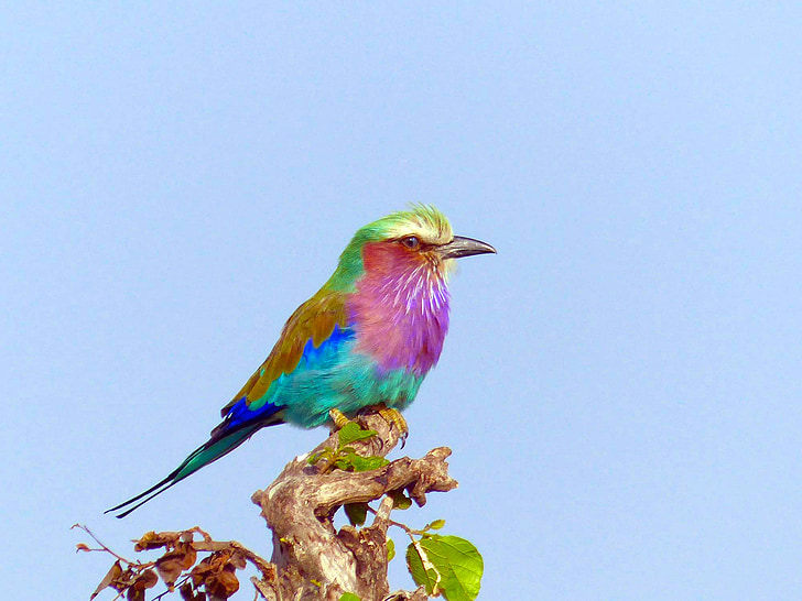 multicolored bird on tree branch