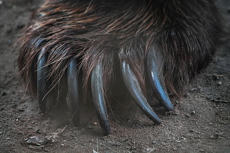 bear claws close up photo