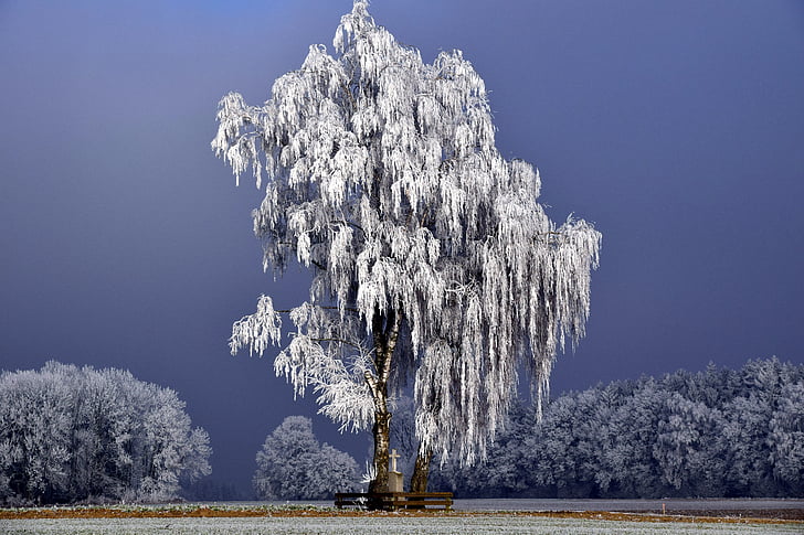 photo of grey tall tree