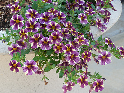 purple-and-white Petunia flowers