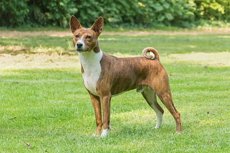 adult brown brindle and white Canaan dog