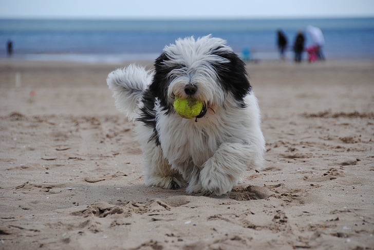dog standing on brown sand while sucking green ball