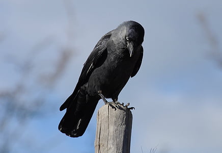 black bird during daytime