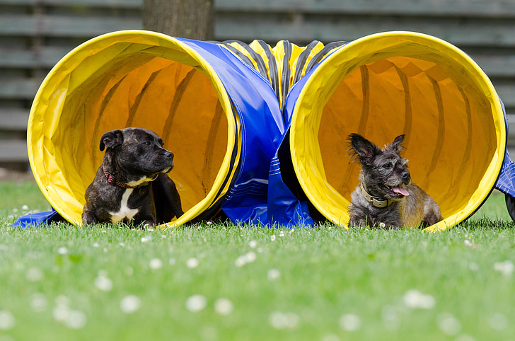 two black dogs lying down on grass inside blue and yellow play agility trainer