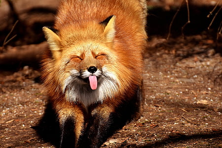shallow focus photography of orange fox