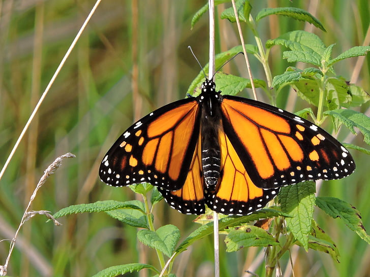 monarch butterfly perched on green leaf in closeup photography