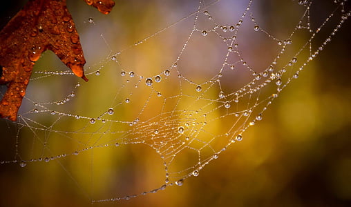 spider web with water drops in selective focus photography